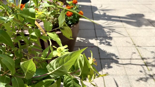 Green Foliage and Marigold Flowers in Urban Planter with Shadows
