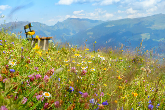 Holzbank mitten in einer Bergblumenwiese mit herrlicher Aussicht in die Alpen