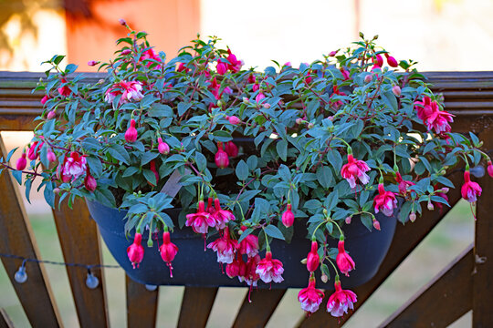 El Calmino flowering wall basket.