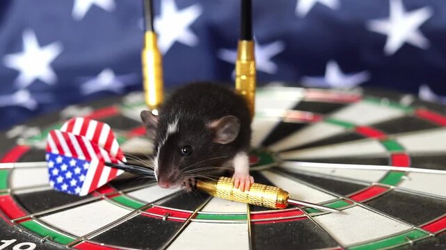 Curious pet rat balances on a dartboard adorned with stars and stripes patterns while exploring its surroundings during a bright afternoon in the USA