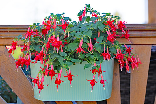 'Patricia Hodge' 'Buds of May' Fuchsia.