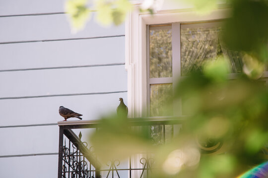 Two pigeons on metal balcony railing against cityscape. Outdoor urban wildlife behavior. Bird presence on building ledge. City environment pest control concept.