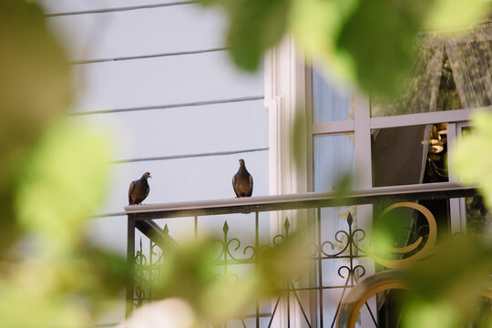Two pigeons on metal balcony railing against cityscape. Outdoor urban wildlife behavior. Bird presence on building ledge. City environment pest control concept.