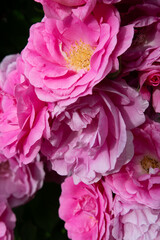 Obraz premium beautiful pink roses blossoming at cloudy day. close up