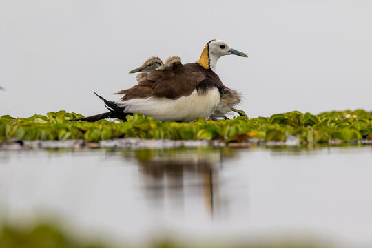 Pheasant-tailed Jacana Mother with Chicks: A devoted pheasant-tailed jacana mother shelters her young chicks, who cling to her back, atop a raft of aquatic plants on calm water.