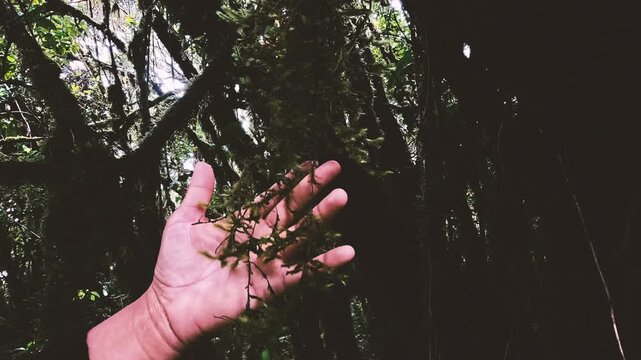 Close View of Hand Reaching Into Mossy Ecuador Cloud Forest, Hanging Epiphytes, Dark Jungle Vegetation and Tropical Biodiversity Nature Scene