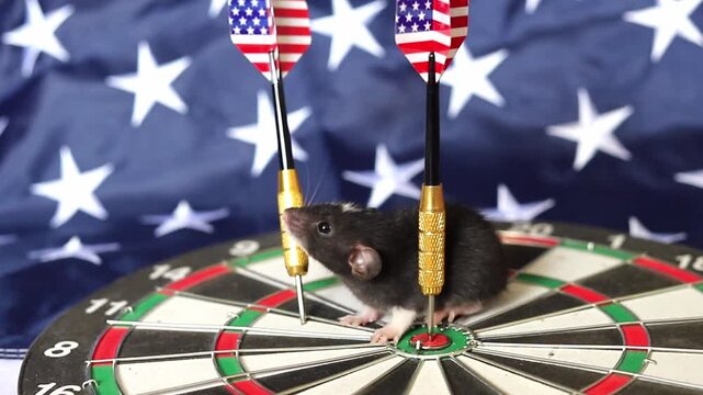 Small black rat sits on a game board decorated with a United States flag backdrop while two darts stand firmly embedded near its feet during a bright sunny afternoon training session for the rodent