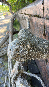 Bicycle Saddle Covered in Dried Barnacles Lifted from Baltic Sea