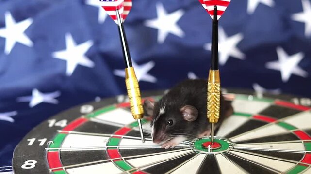 Little black and white rat explores a dartboard decorated with American flags to reach the bullseye goal in a bright indoor setting during the afternoon