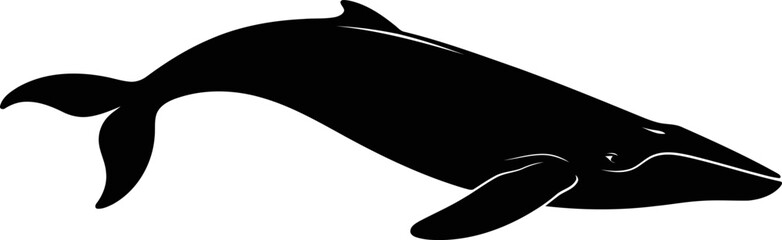 Black silhouette of a dolphin swimming in water  marine mammal © SAYEDAJANNATUL