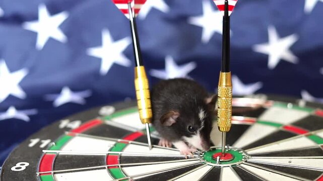 Tiny rat explores a game board with darts and a USA flag in the background during a bright day while searching for its goal