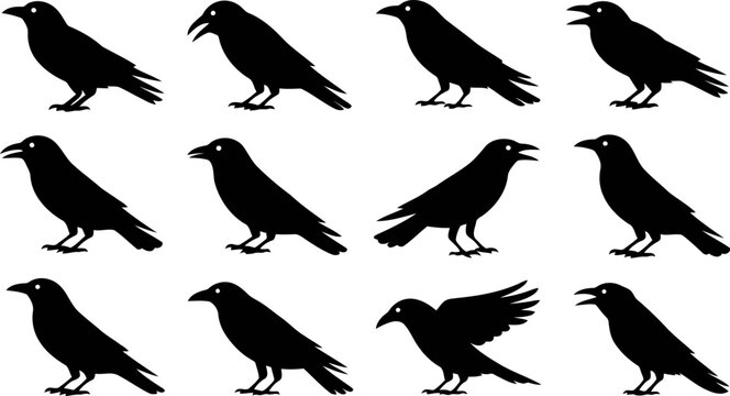 Collection of black silhouettes of crows in various poses and movements on white background