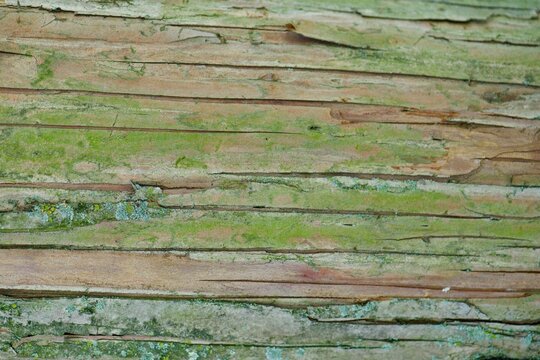 old tree bark splitting and green with mold background