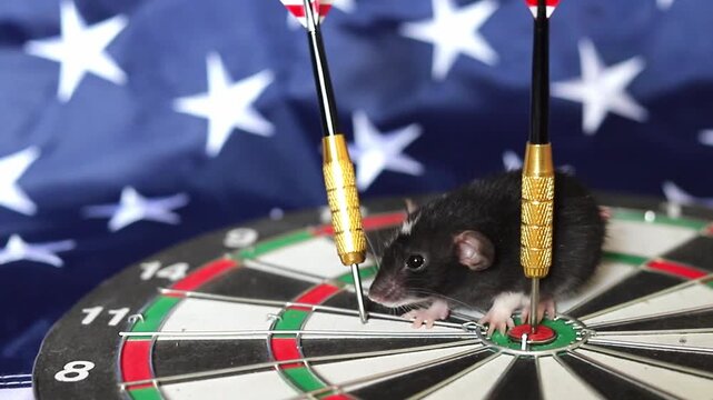 Small black pet rat stands cautiously on a dart board marked with USA flag background patterns while sharp metal darts sit in the center bullseye area during this sunny afternoon activity