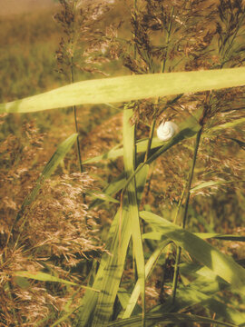 green grass in the morning