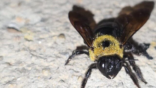 

Macro shot of a newly emerged Carpenter bee avoiding a tiny crawling ant, 4K UHD

