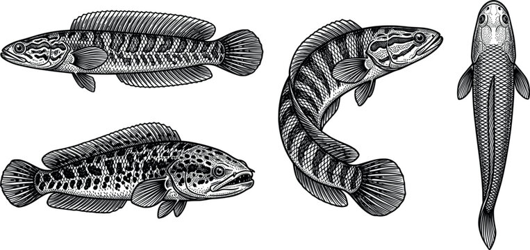 Snakehead Fish Vector Illustration Set Featuring Channa Striata Isolated Graphics for Fishing Logos, Seafood Menus, and Aquatic Wildlife Designs