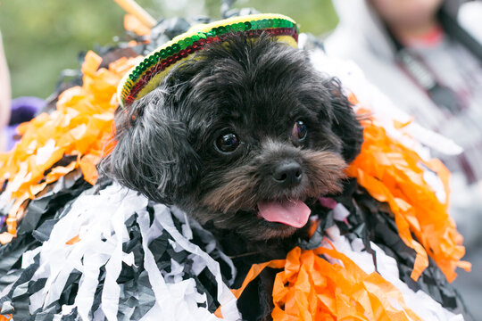 Small Poodle Mix Dog in Halloween Costume