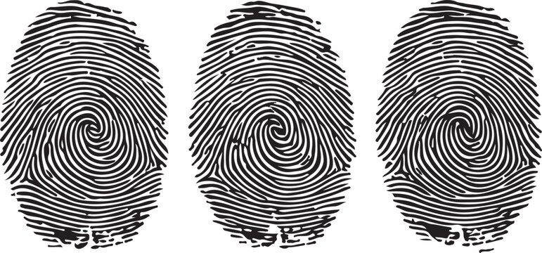 Three distinct fingerprint patterns isolated on a clean white background with subtle texture for identity and security concepts