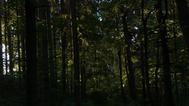 Dense pine forest trunks with bright sun patches on green undergrowth and mossy ground, low key, medium shot, quiet atmosphere. Resilience and mindfulness.