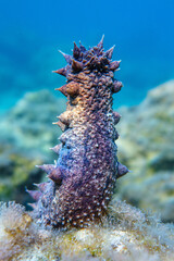 Sea cucumber © Evgenios