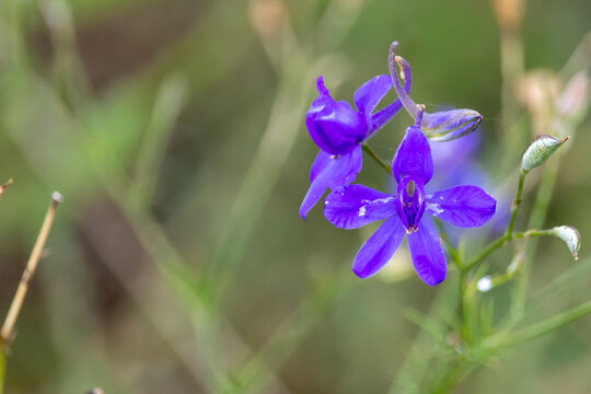 Macro Close-up of Vibrant Purple Wildflowers in Natural Meadow Habitat