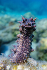 Sea cucumber © Evgenios