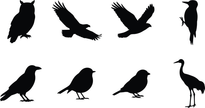 Bird Silhouette Collection Featuring Owl Eagle Crow Songbird Woodpecker and Crane Vector Set
