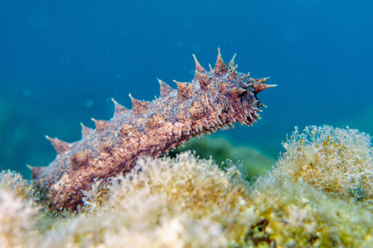 Sea cucumber