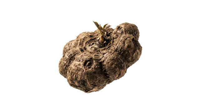 Raw Elephant Foot Yam Tuber also known as Suran or Jimikand Sprouting on White Background for Healthy Food Concepts
