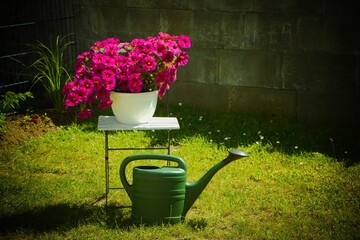 Petunienschale im Garten mit Gießkanne © Andrea