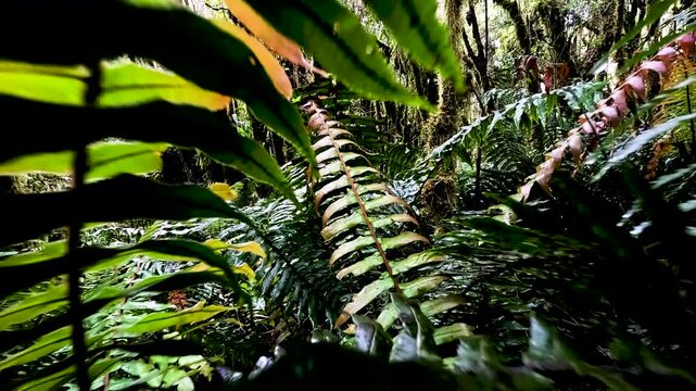 Dense Ferns and Mossy Trees in Ecuador Cloud Forest, Wet Green Understory, Tropical Epiphytes and Andean Amazon Biodiversity Background