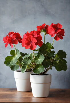 Two red geranium plants in white pots on a wooden table with a gray background, home gardening and decor
