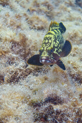 fish in the sea © Evgenios
