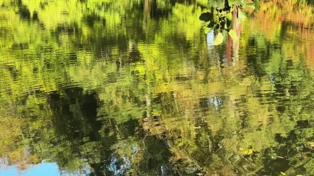 Trees reflection on water surface and alder branch over water