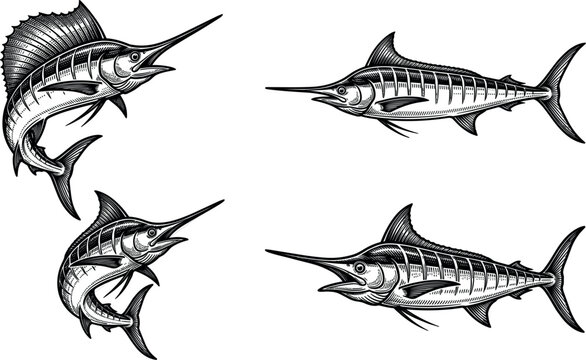 Atlantic Blue Marlin and Sailfish Vector Illustration Set with Detailed Engraving Textures, Jumping Poses, Side Views, and Billfish Sport Fishing Graphics