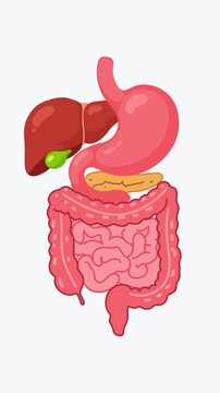 human digestive system organs anatomy