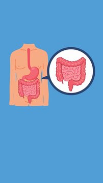 detailed human digestive system organs 