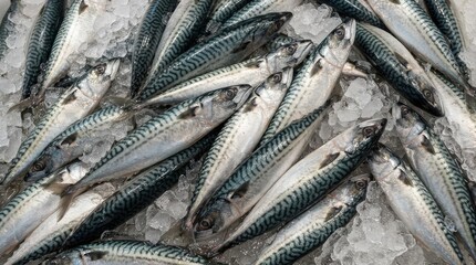 Fototapeta premium Fresh mackerel fish on ice ready for sale. Glistening blue and silver seafood displayed for market or restaurant use.