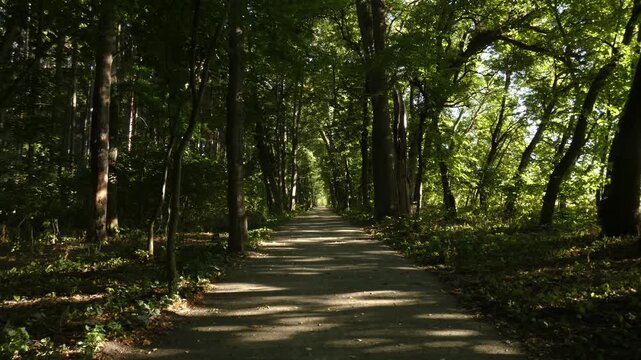 Empty dirt path winding through green deciduous forest park with shadows on ground, natural lighting, long shot, serene atmosphere. Harmony and inner peace.
