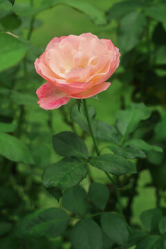 one bloom peach rose with stem on green.