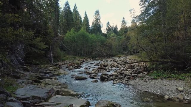Mountain river with forested banks in sunny day in shade