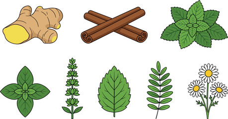 Aromatic Herbs and Spices Vector Icon Set Featuring Ginger Root Cinnamon Sticks Mint Leaves Basil Rosemary and Chamomile Flowers for Healthy Cooking Food Packaging Designs © Rifat
