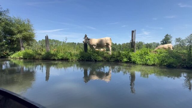 Marais Poitevin en barque passage devant le troupeau de vaches