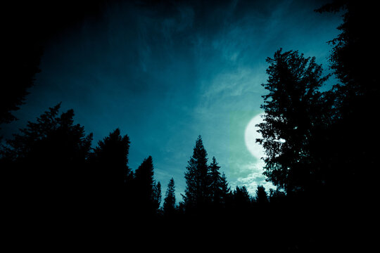 Full moon night scene background in cold blue tones. Night sky with clouds and moon through the spruce trrss