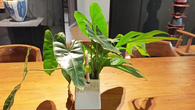 Green Philodendron leaves on wooden desk.