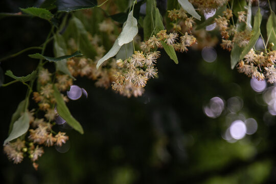 Tilia flowers. Branch of fragrant linden flowers. Blooming lime tree. Linden blossoms - important honey plant for beekeepers, also used for herbal teas and tinctures