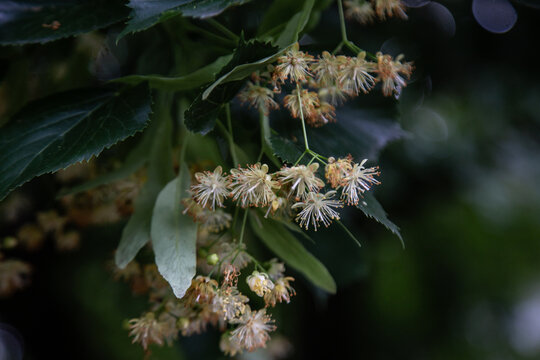 Tilia flowers. Branch of fragrant linden flowers. Blooming lime tree. Linden blossoms - important honey plant for beekeepers, also used for herbal teas and tinctures