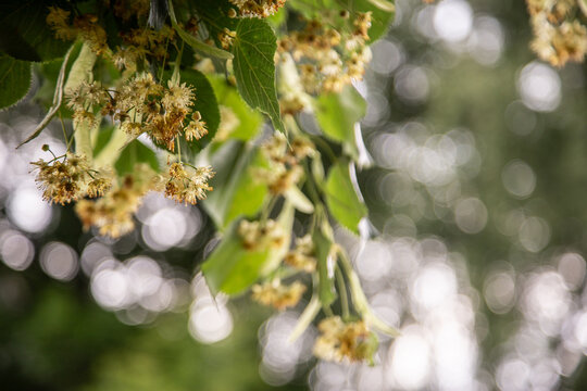 Tilia flowers. Branch of fragrant linden flowers. Blooming lime tree. Linden blossoms - important honey plant for beekeepers, also used for herbal teas and tinctures