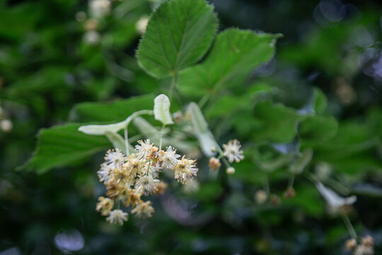 Tilia flowers. Branch of fragrant linden flowers. Blooming lime tree. Linden blossoms - important honey plant for beekeepers, also used for herbal teas and tinctures